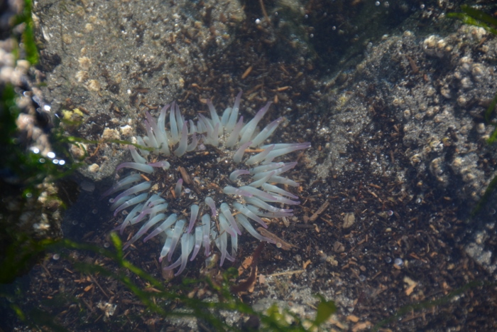 anemones in tidepool